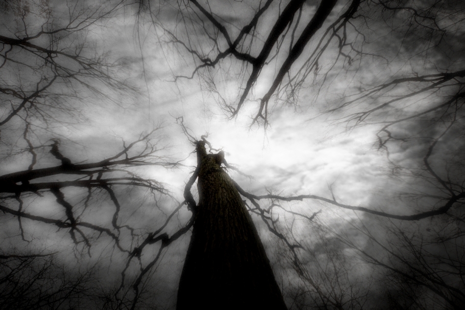 robin74r - Into the Trees ( SHE ) . . Zdjęcie 323601