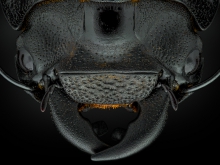 Dorcus parallelipipedus.