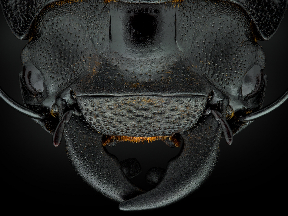 irass - Dorcus parallelipipedus.. Olympus OM-D E-M1 Mark III + Laowa 50mm MTF f/2.8 2X Ultra Macro APO :).. Zdjęcie 277532