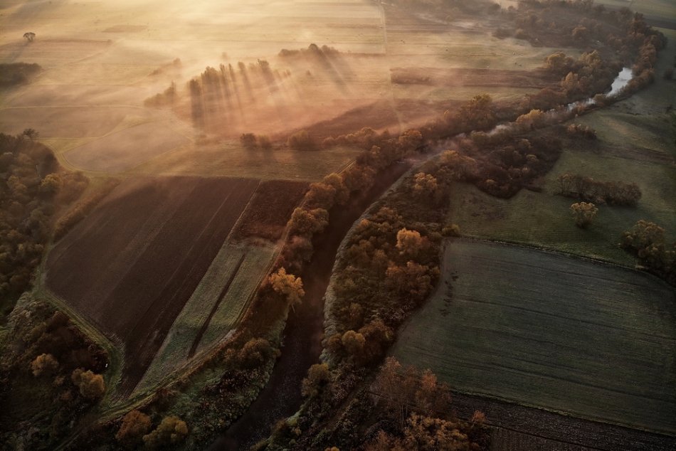scots - Dolina Wisłoka. Podkarpackie, październik 2019 r.. Zdjęcie 253000