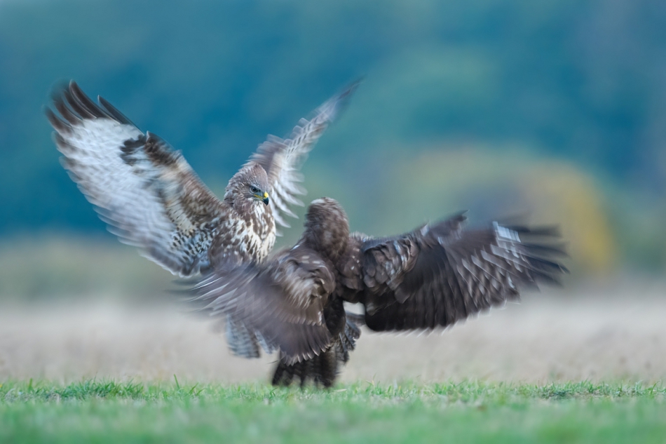 raftik - Action ... Myszołów, Common Buzzard (Buteo buteo) .... . Zdjęcie 305728