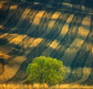 Tree...