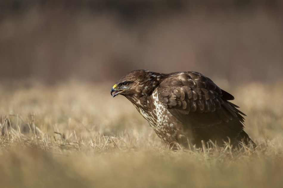 marcinmm - Myszołów zwyczajny ( Buteo buteo ). . Zdjęcie 315383