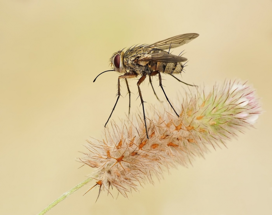 keni - Mucha domowa (Musca domestica). . Zdjęcie 326776