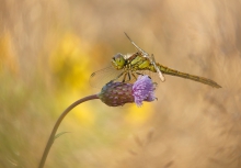 Symetrum vulgatum - samica