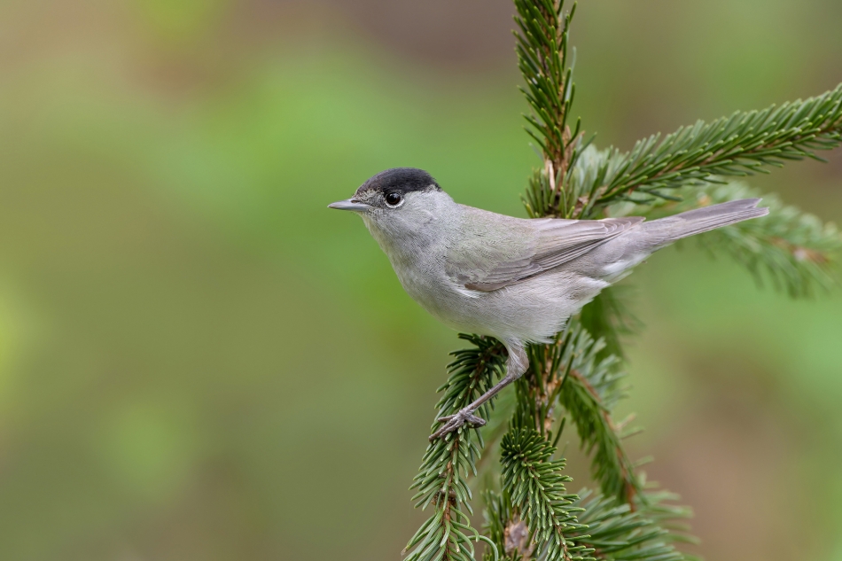 fotodam - Wiosennie. Kapturka (Sylvia atricapilla). Zdjęcie 323695