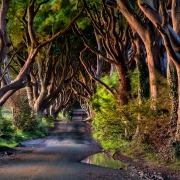 Dark Hedges