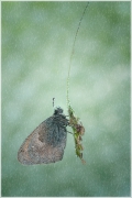 Rain Man