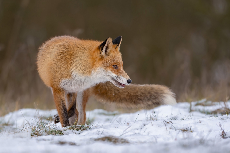 fotodam - Rudy. Lis (Vulpes vulpes) Fox. Zdjęcie 329990