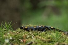 Salamandra