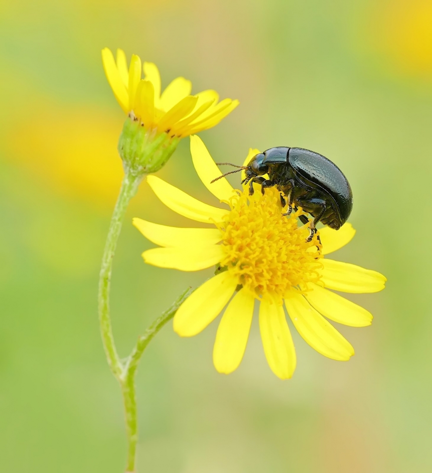 keni - Ząbkonóg czarny. PE. Zdjęcie 335580