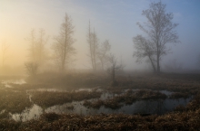 Mgła nad moczarami 