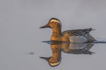 Cyranka