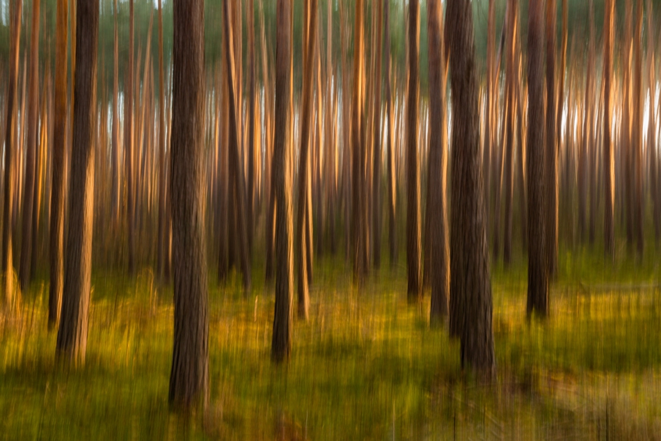 radson_foto - Lasy Spalskie. . Zdjęcie 313620