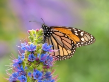 Monarcha