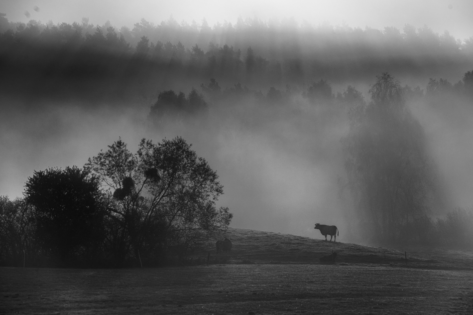 jerzy_safijanski - Jesień. . Zdjęcie 307658