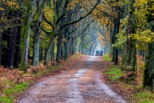 Leśną drogą.