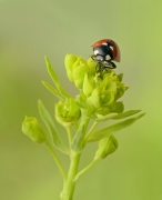Biedronka siedmiokropka