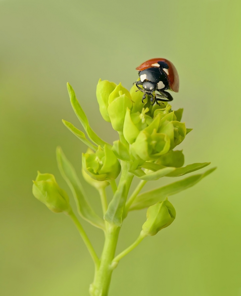 keni - Biedronka siedmiokropka. PE proszę. Zdjęcie 332353