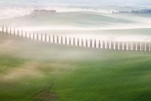 Misty Spring