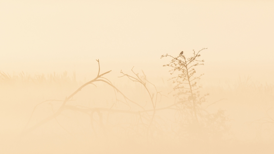 meczata - Pastelowa melancholia. Kto lubi minimal, może zerknąć na PE :). Zdjęcie 336461