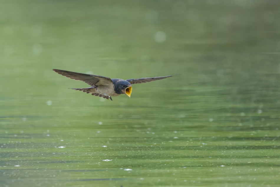 amigamedia - Koszący lot.  Dymówka (Hirundo rustica) Przyroda naszego regionu - Gorzyce. Sony ILCE-1+Sony SEL200600G FE 200-600mm Przysłona: f/6,3; Czas ekspozycji: 1/3200 s; ISO: 3200; Ogniskowa: 600 mm.. Zdjęcie 334077