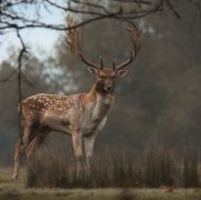 Fallow deer