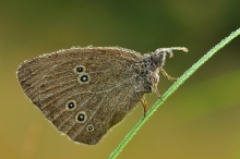 Przestrojnik trawnik (A...