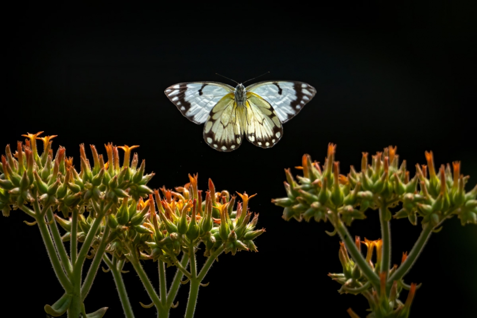 Lilen - Zawieszony w powietrzu.... Pioneer white (Belenois aurota), Serengeti, Tanzania.. Zdjęcie 258124
