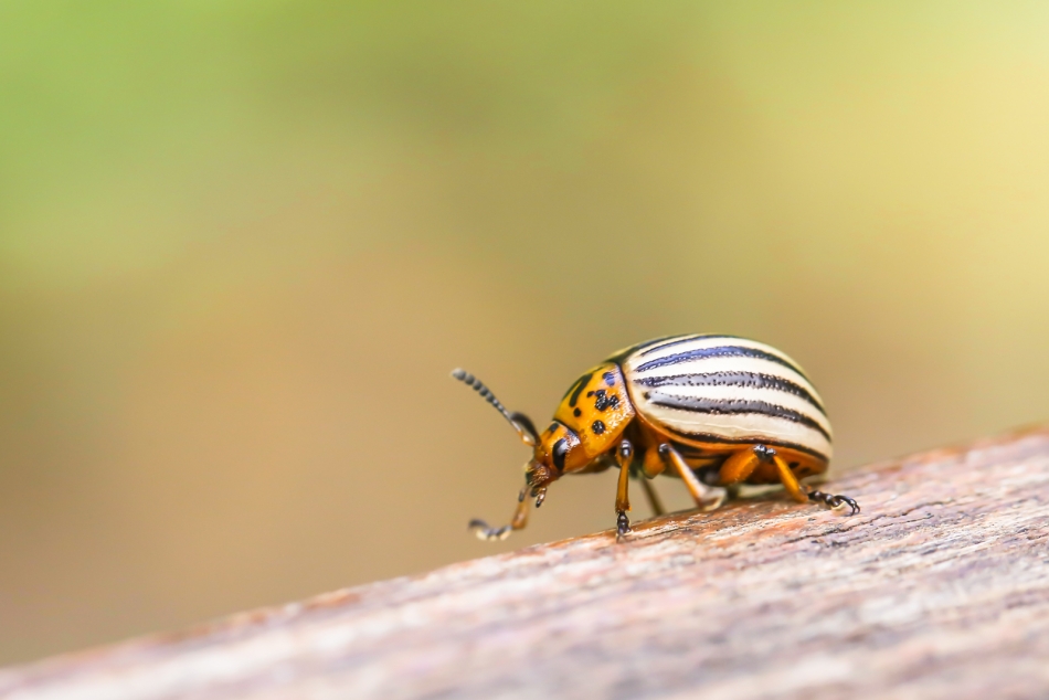 annakam - Stonka. . Zdjęcie 335562