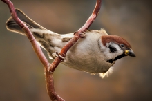 Mazurek