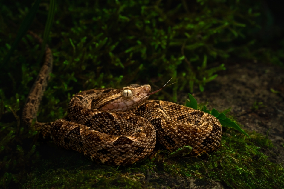 Lilen - Zabójca z Kostaryki. Przyjemniaczek, widoczny na zdjęciu – Żararaka lancetowata (Bothrops asper) – jest sprawcą niemal wszystkich zgonów spowodowanych ukąszeniami w Kostaryce. Ta żmija jest wyjątkowo agresywna i często przebywa blisko ludzkic