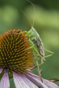 Tettigonia viridissima