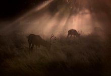 Light means everything...