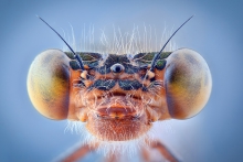 Extreme Macro