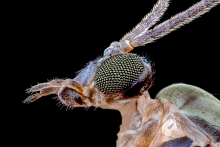 Extreme Macro