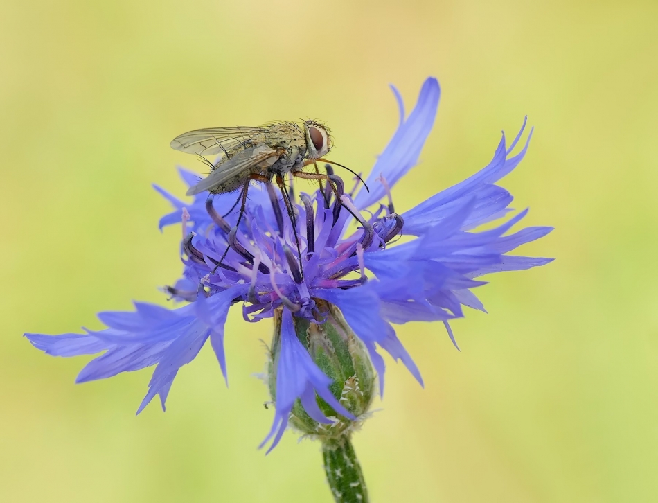 Mucha domowa (Musca domestica). PE proszę. Zdjęcie 333487