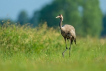 Żuraw, Common Crane (Gr...
