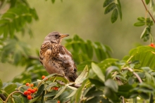 kwiczoł (Turdus pilaris)