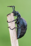 Meloe violaceus
