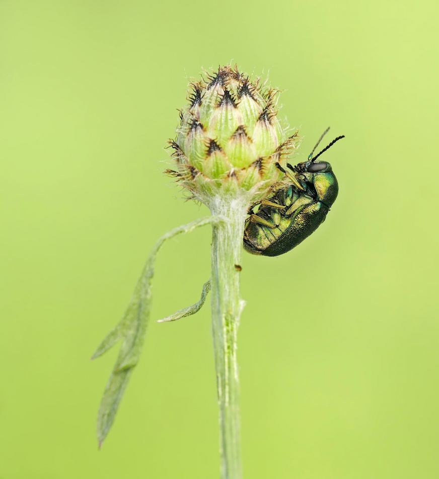 keni - Chrysolina fastuosa. PE. Zdjęcie 325371