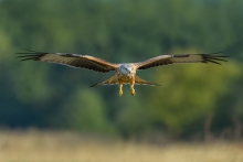 Kania Ruda, Red Kite (M...