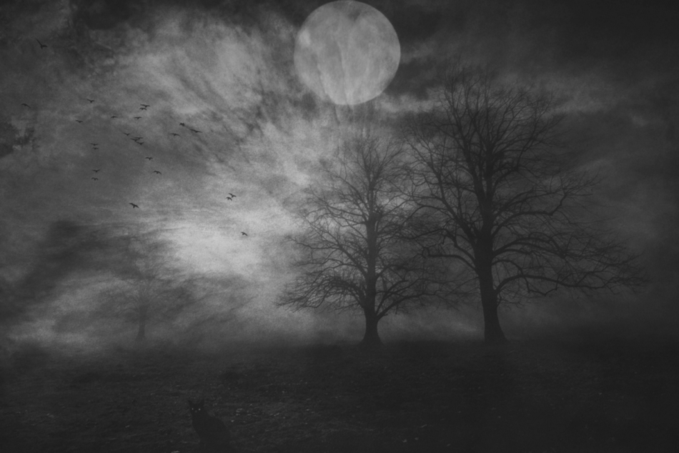robin74r - Somesuch Stories. . Zdjęcie 330904