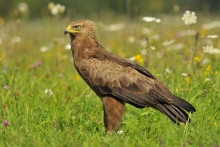 Orlik krzykliwy
