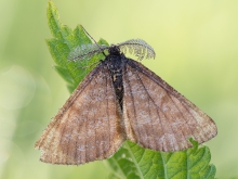 Ematurga atomaria