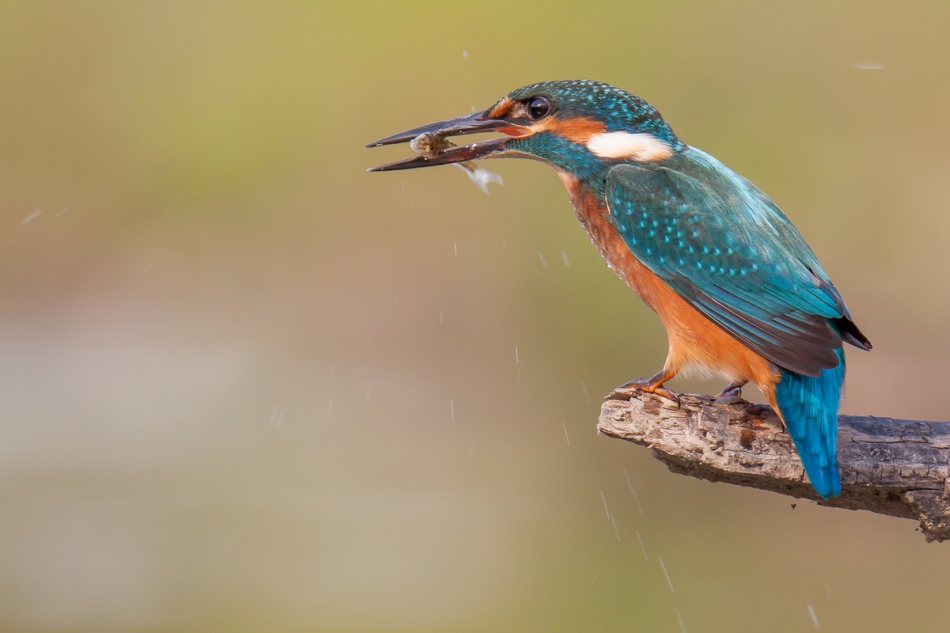 gryzli - . Alcedo atthis   2019 r.... Zdjęcie 263218