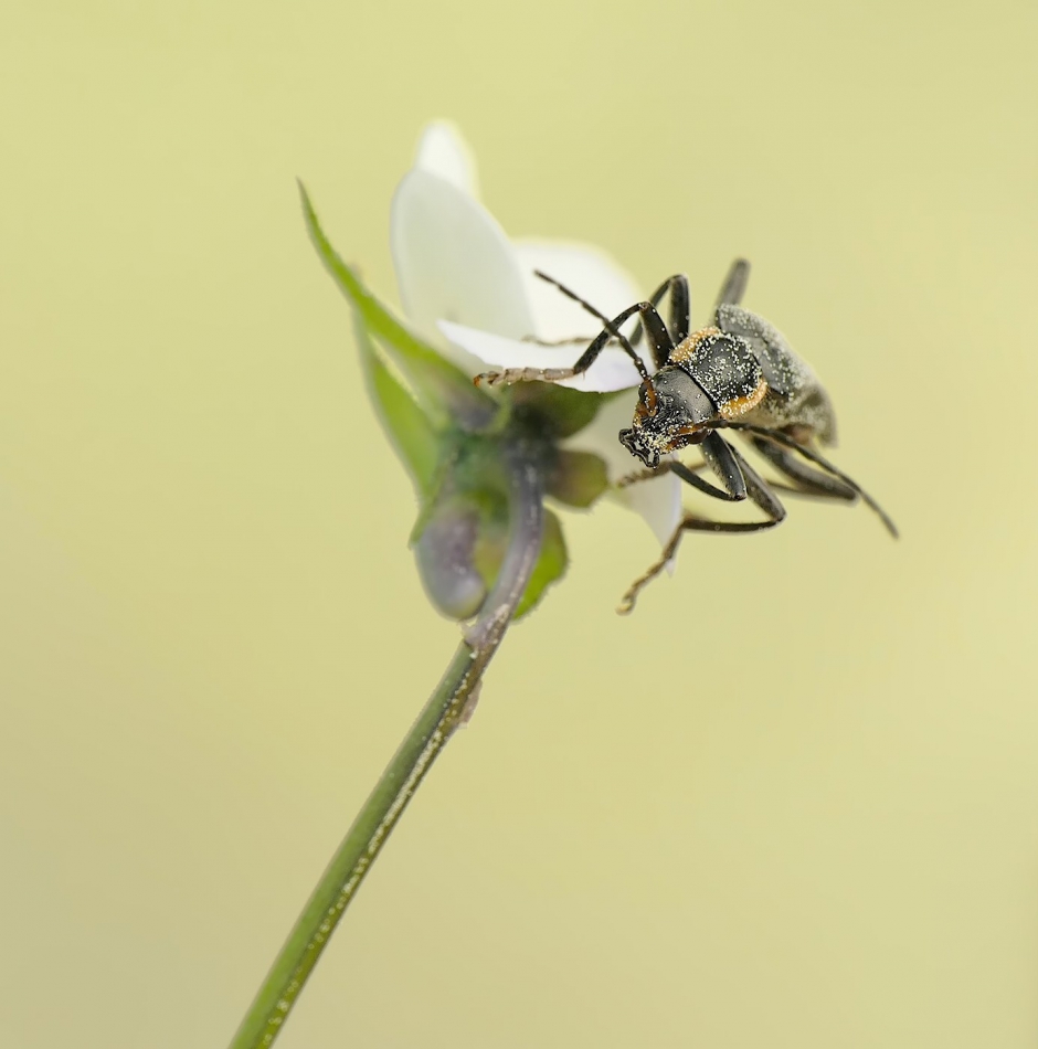 keni - Cantharis obscura – Omomiłek czarny. . Zdjęcie 315065