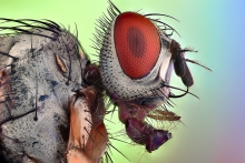 Extreme Macro