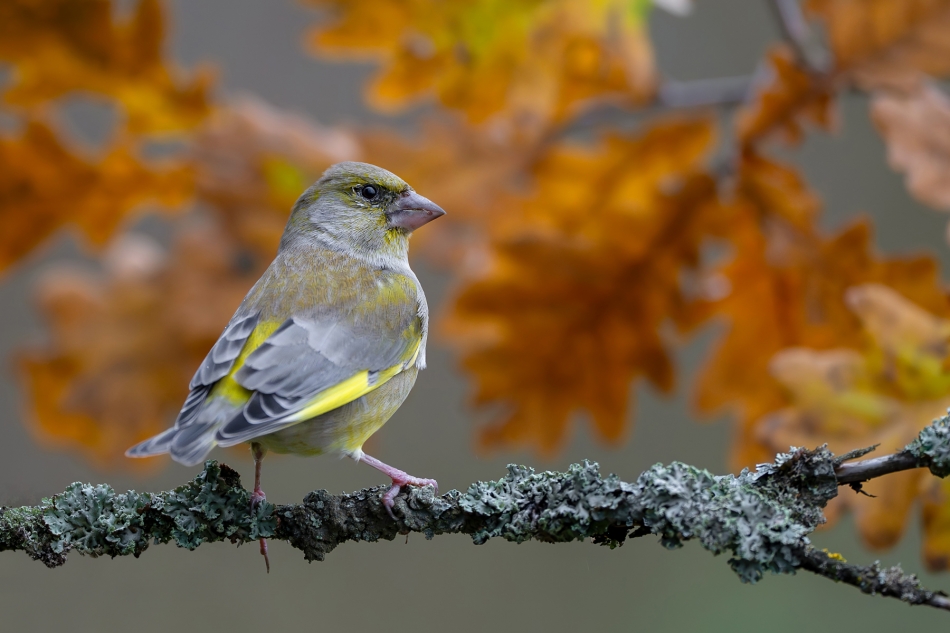 fotodam - Dzwoneczek. Dzwoniec (Carduelis chloris). Zdjęcie 328355