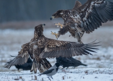 przepychanki o kawkę